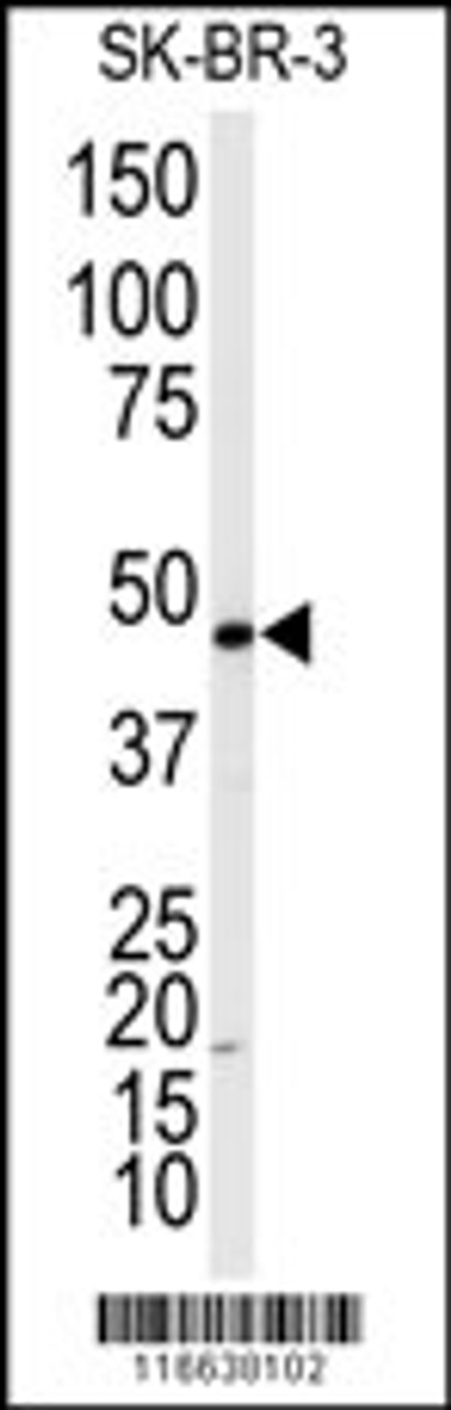 Western blot analysis of anti-ADRB2 Antibody (T384) in SK-BR-3 cell line lysates (35ug/lane)