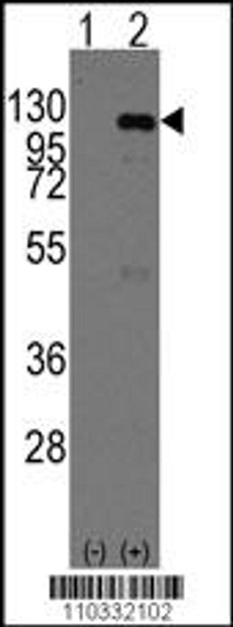 Western blot analysis of CASC3 using rabbit polyclonal CASC3 Antibody (Mouse C-term) using 293 cell lysates (2 ug/lane) either nontransfected (Lane 1) or transiently transfected with the CASC3 gene (Lane 2) .