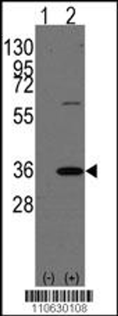 Western blot analysis of PHB2 using rabbit polyclonal PHB2 Antibody (Human C-term) using 293 cell lysates (2 ug/lane) either nontransfected (Lane 1) or transiently transfected with the PHB2 gene (Lane 2) .