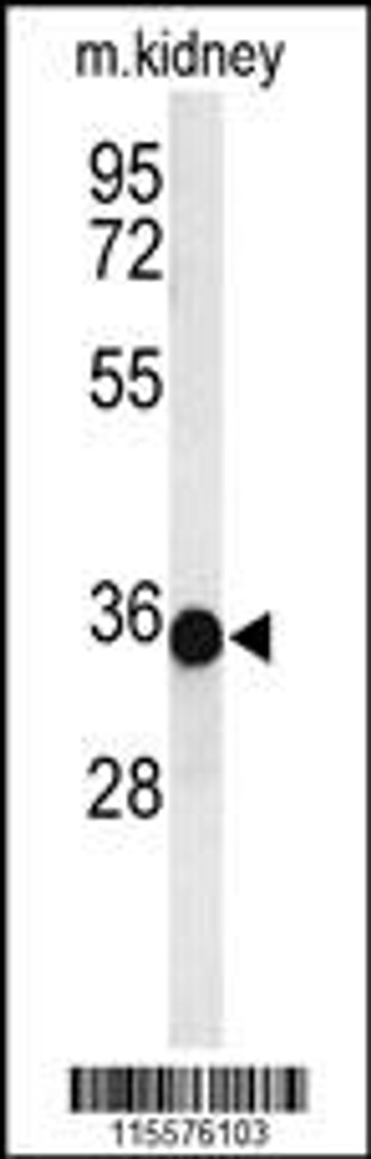 Western blot analysis of PHB2-Y248 in mouse kidney tissue lysates (35ug/lane)