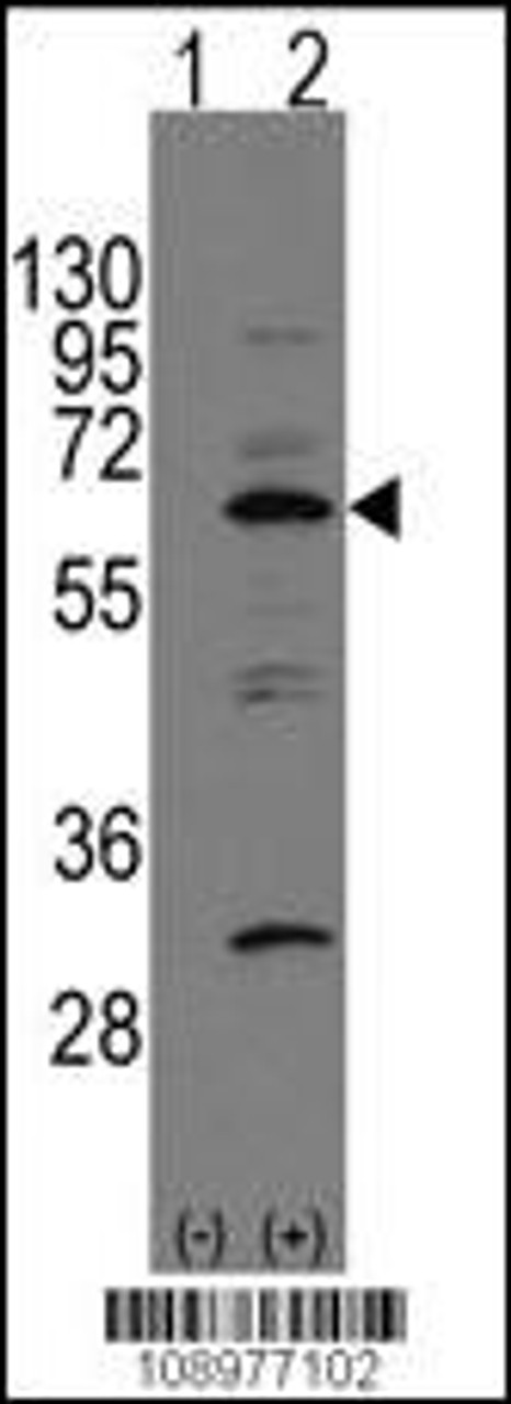 Western blot analysis of APP-BP1 using rabbit polyclonal APP-BP1 Antibody using 293 cell lysates (2 ug/lane) either nontransfected (Lane 1) or transiently transfected with the APP-BP1 gene (Lane 2) .