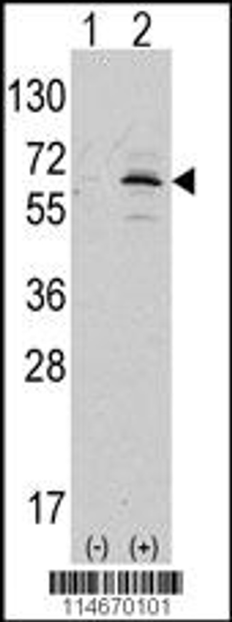 Western blot analysis of APPBP1 using rabbit polyclonal APPBP1 Antibody.293 cell lysates (2 ug/lane) either nontransfected (Lane 1) or transiently transfected with the APPBP1 gene (Lane 2) .