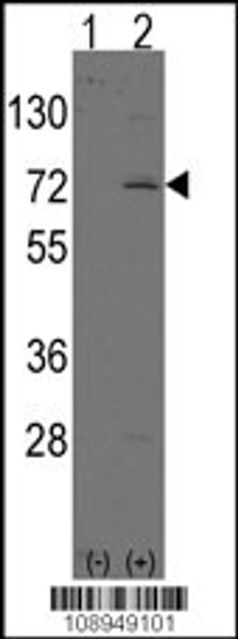 Western blot analysis of LINGO1 using rabbit polyclonal LINGO1 Antibody.293 cell lysates (2 ug/lane) either nontransfected (Lane 1) or transiently transfected with the LINGO1 gene (Lane 2) .