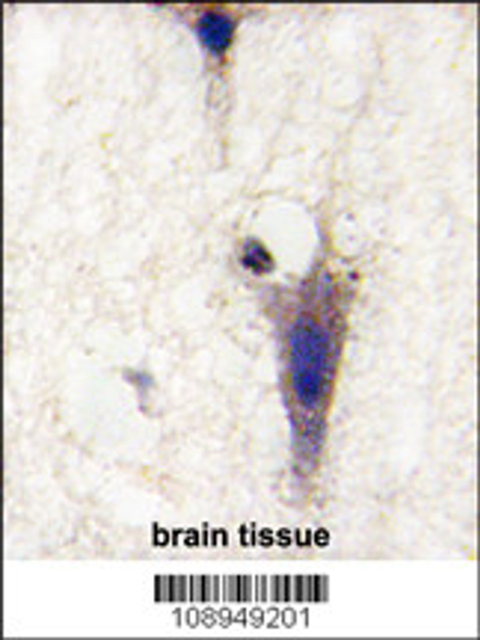 Formalin-fixed and paraffin-embedded human brain tissue reacted with LINGO1 Antibody, which was peroxidase-conjugated to the secondary antibody, followed by DAB staining.