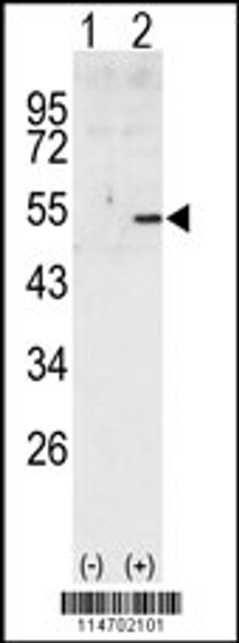 Western blot analysis of CCNA2 using rabbit polyclonal CCNA2 Antibody using 293 cell lysates (2 ug/lane) either nontransfected (Lane 1) or transiently transfected with the CCNA2 gene (Lane 2) .