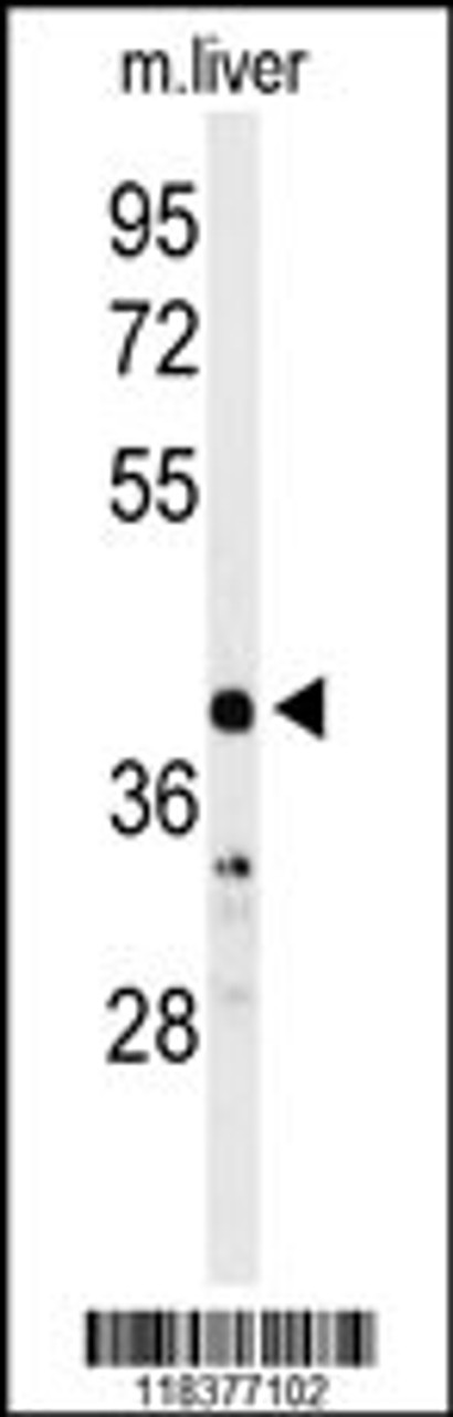 Western blot analysis of CA5B Antibody in mouse liver tissue lysates (35ug/lane)