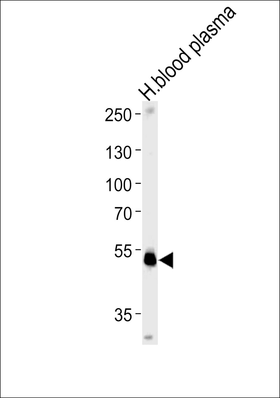 Western blot analysis in human blood plasma tissue lysates (35ug/lane) .This demonstrates the SERPINF1 antibody detected the SERPINF1 protein (arrow) .
