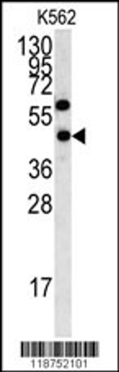 Western blot analysis of LYAR antibody in K562 cell line lysates (35ug/lane) .