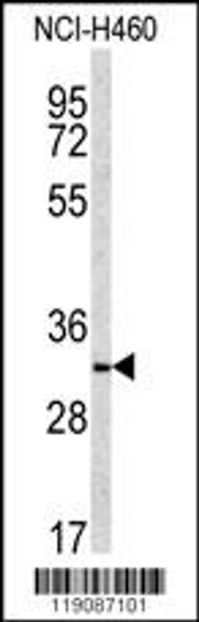 Western blot analysis of NQO1 antibody in NCI-H460 cell line lysates (35ug/lane)