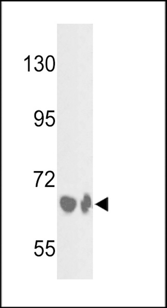 Western blot analysis of BF Antibody in HepG2 cell line and mouse liver tissue lysates (35ug/lane)