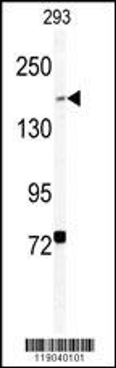 Western blot analysis of BCOR Antibody (Center S1122) in 293 cell line lysates (35ug/lane)