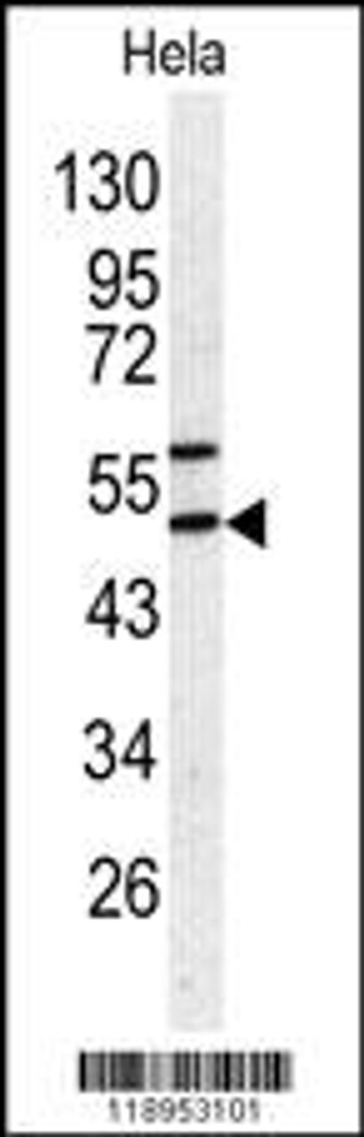 Western blot analysis of SERPINH1 antibody in Hela cell line lysates (35ug/lane)