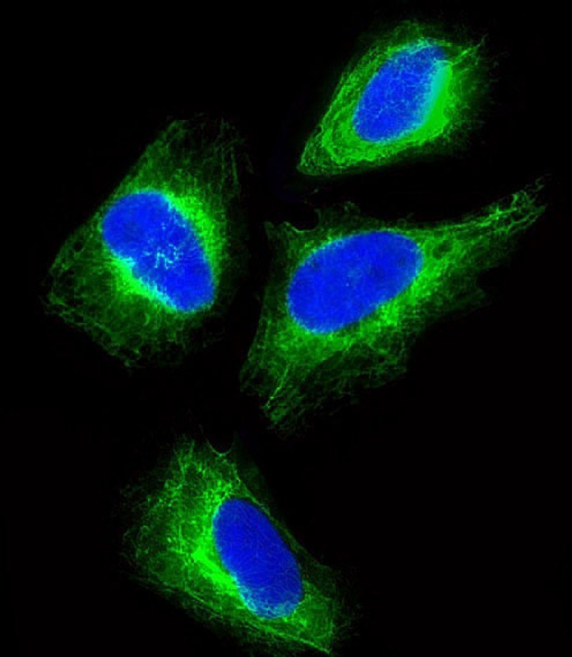 Immunofluorescent analysis of 4% paraformaldehyde-fixed, 0. 1% Triton X-100 permeabilized HeLa (human cervical epithelial adenocarcinoma cell line) cells labeling Pdx1 with antibody at 1/25 dilution, followed by Dylight 488-conjugated goat anti-rabbit IgG (NK179883) secondary antibody at 1/200 dilution (green) . Immunofluorescence image showing cytoskeleton staining on HeLa cell line. The nuclear counter stain is DAPI (blue) .