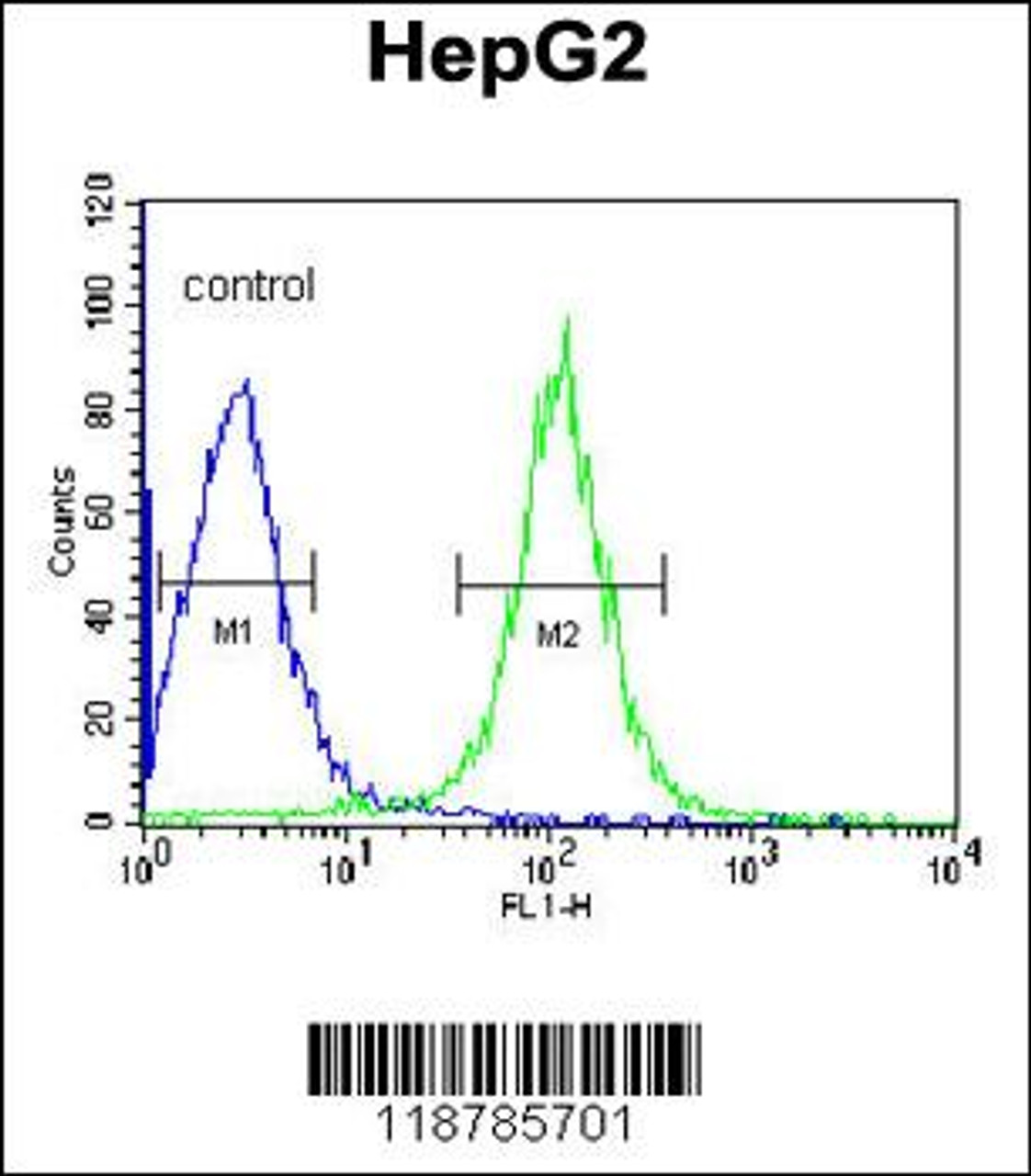 Flow cytometric analysis of HepG2 cells (right histogram) compared to a negative control cell (left histogram) .FITC-conjugated goat-anti-rabbit secondary antibodies were used for the analysis.