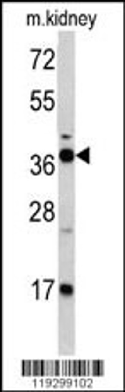 Western blot analysis of FBP1 antibody in mouse kidney tissue lysates (35ug/lane)