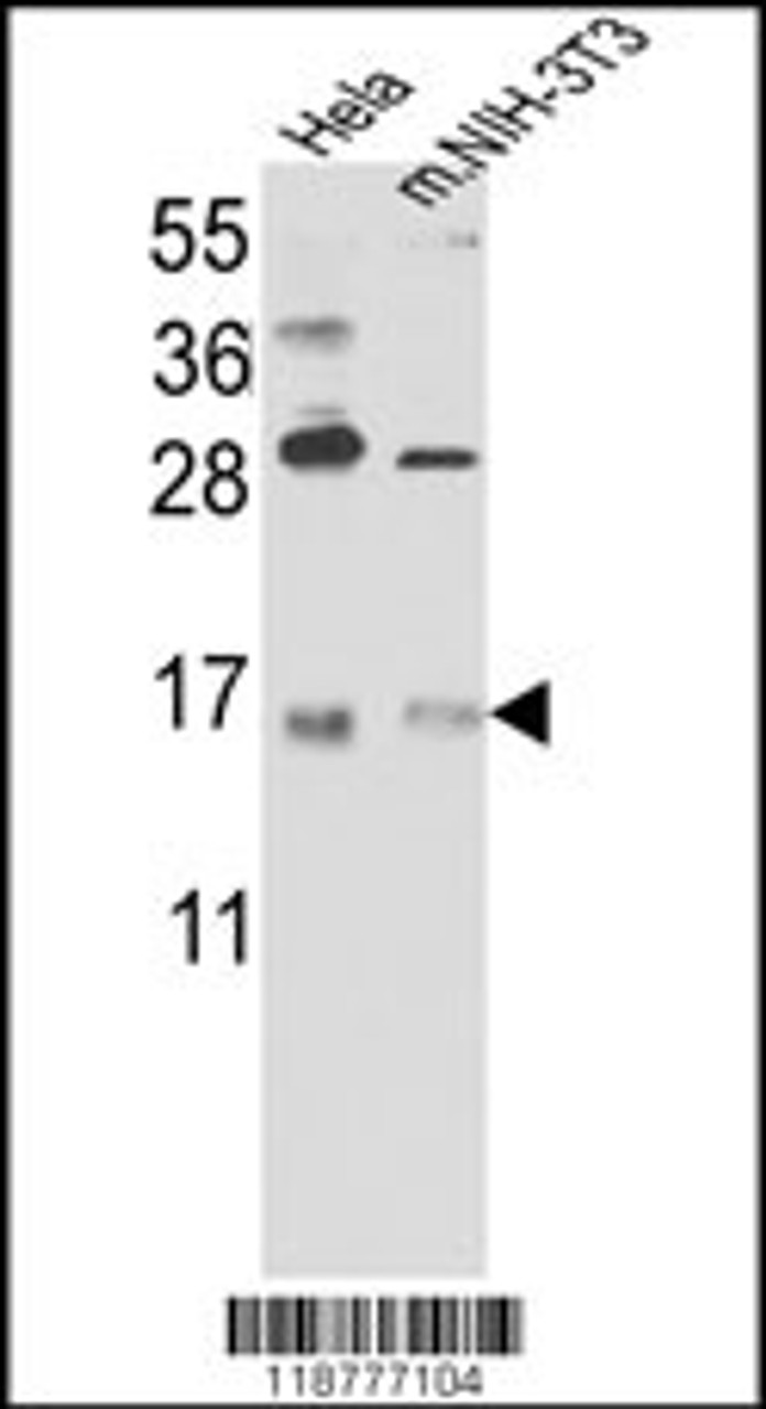 Western blot analysis of RBM3 Antibody in Hela cell line lysates and mouse NIH-3T3 tissues lysates (35ug/lane)