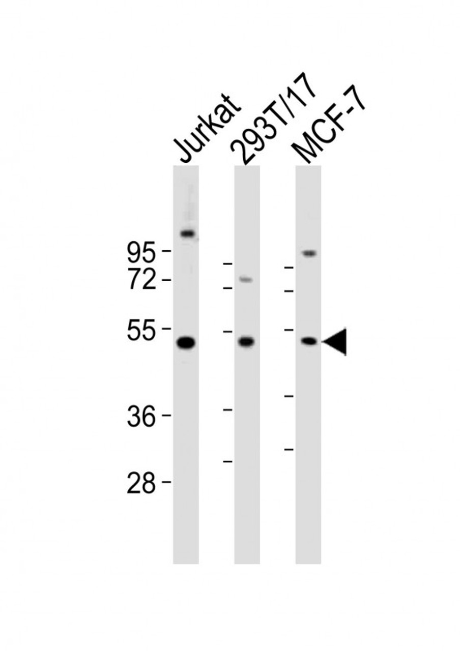 Western Blot at 1:2000 dilution Lane 1: Jurkat whole cell lysates Lane 2: 293T/17 whole cell lysates Lane 3: MCF-7 whole cell lysates Lysates/proteins at 20 ug per lane.