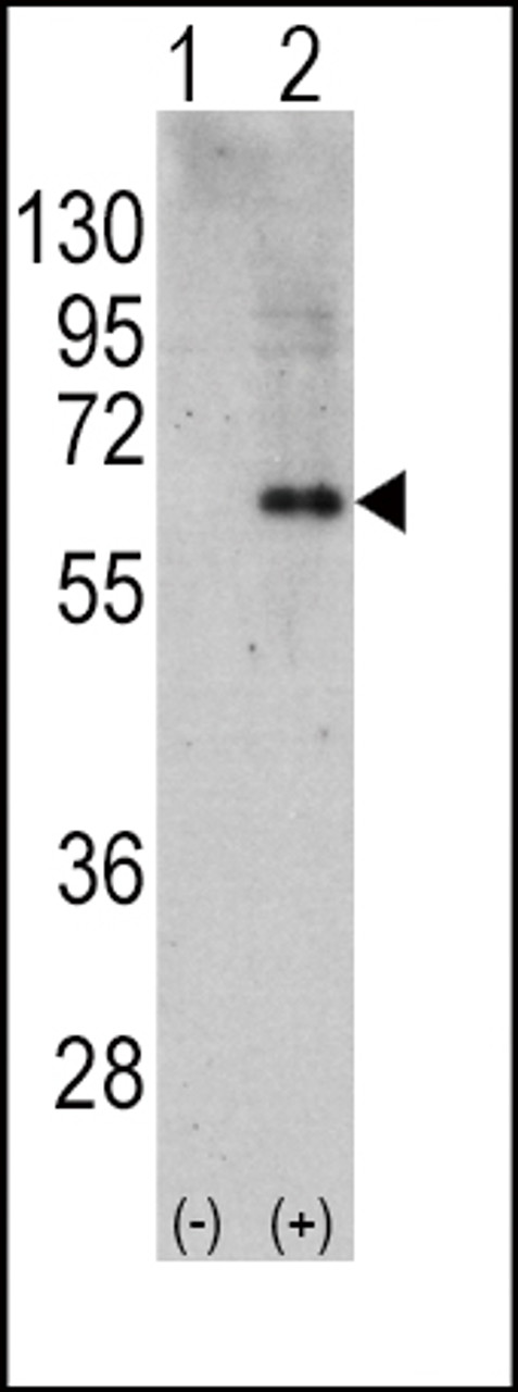 Western blot analysis of PRKAA2 using rabbit polyclonal PRKAA2 Antibody using 293 cell lysates (2 ug/lane) either nontransfected (Lane 1) or transiently transfected with the PRKAA2 gene (Lane 2) .