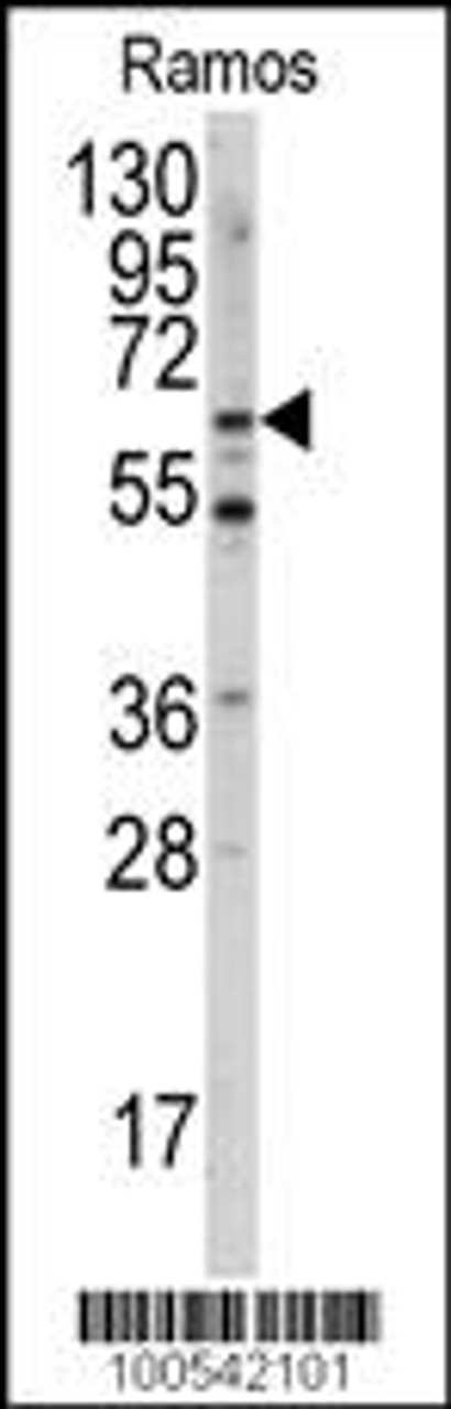 Western blot analysis of anti-MEN1 Antibody (S128) in Ramos cell line lysates (35ug/lane)