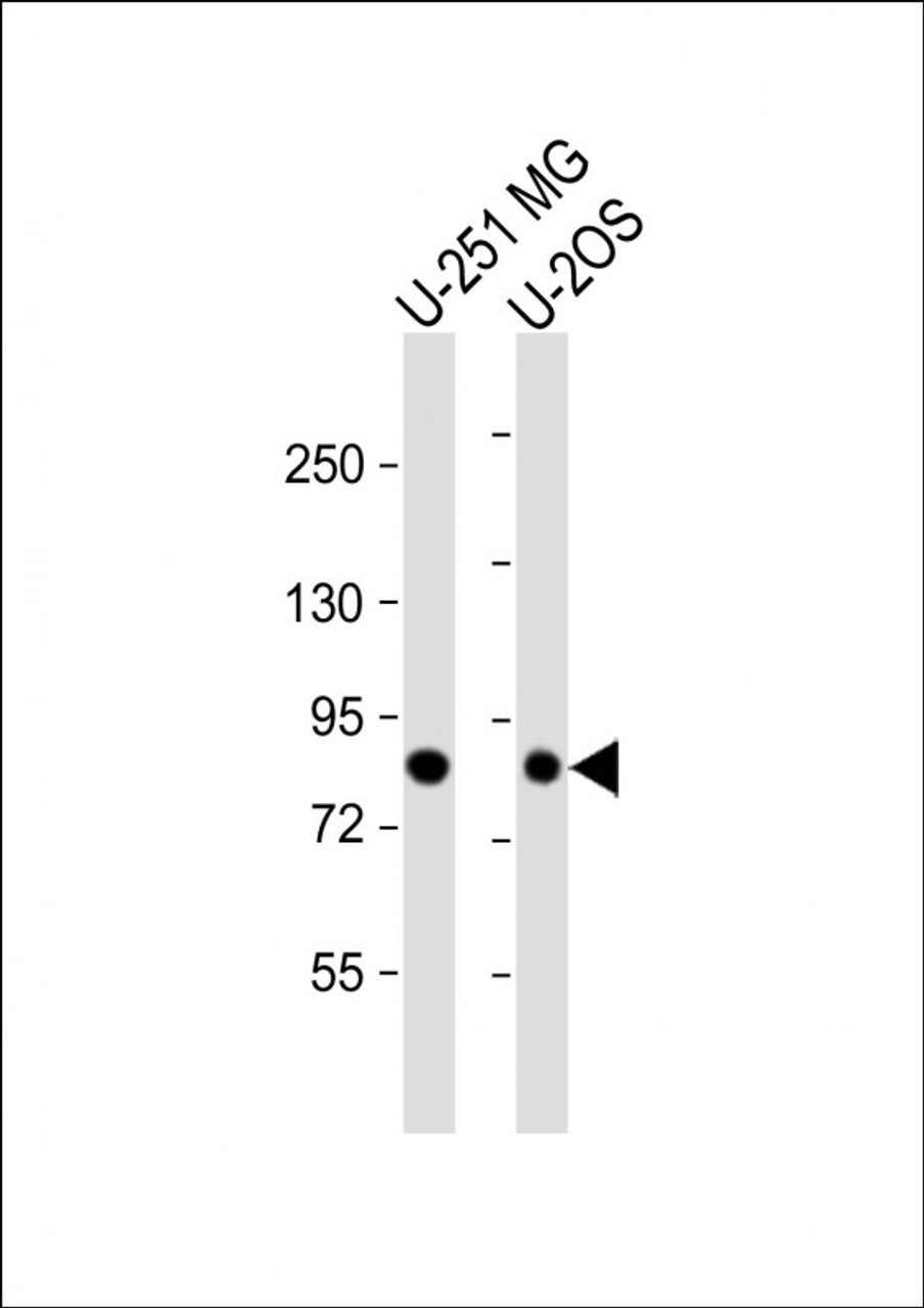 Western Blot at 1:1000 dilution Lane 1: U-2OS whole cell lysate Lane 2: U-251 MG whole cell lysate Lysates/proteins at 20 ug per lane.