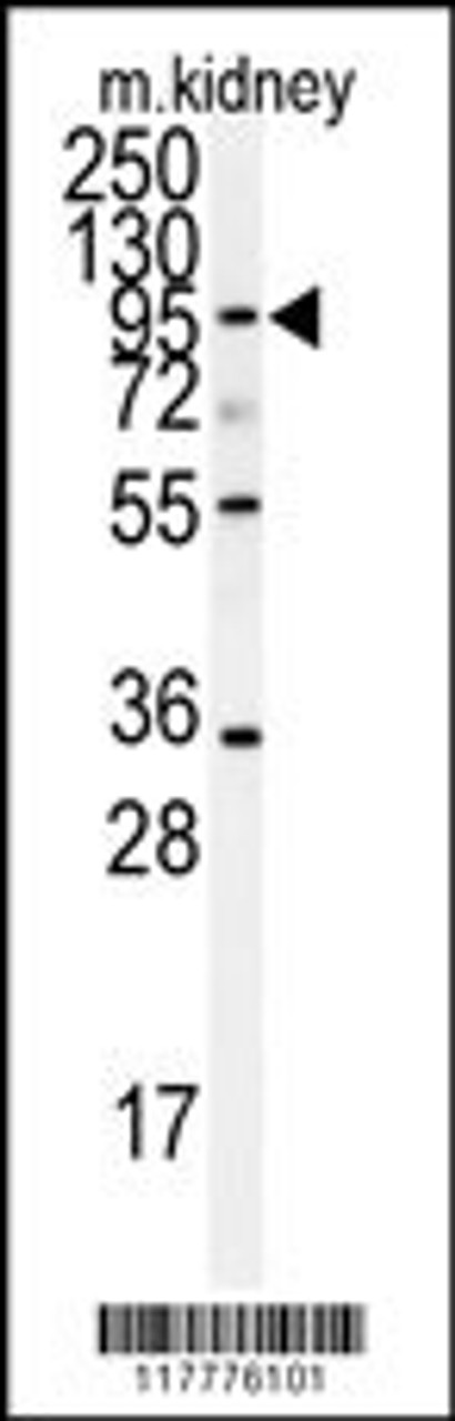 Western blot analysis of anti-ADAM9 Antibody in mouse kidney tissue lysates (35ug/lane)