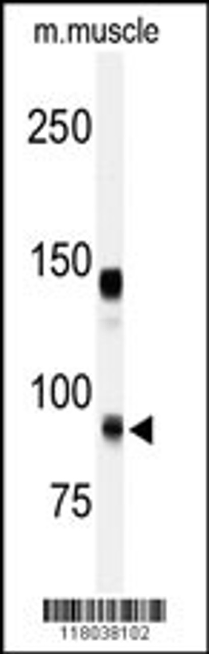 Western blot analysis of anti-ADAMTS5 Antibody in mouse muscle tissue lysates (35ug/lane) .