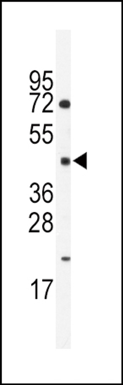 Western blot analysis of anti-HNF4G Antibody in mouse spleen lysates (35ug/lane) .