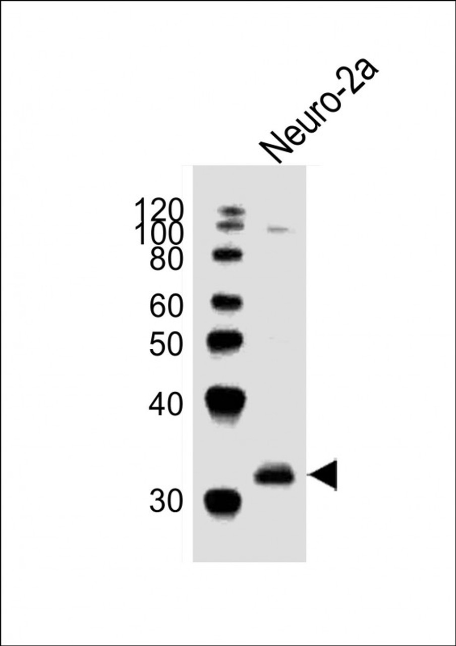 Western Blot at 1:1000 dilution + Neuro-2a whole cell lysates Lysates/proteins at 20 ug per lane.
