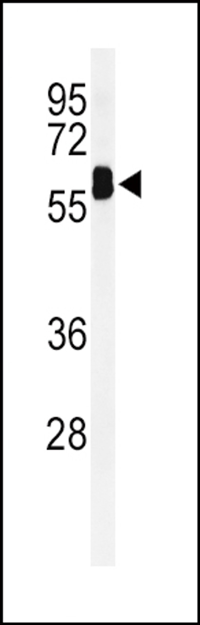 Western blot analysis of EHD3 Antibody in mouse lung tissue lysates (35ug/lane)