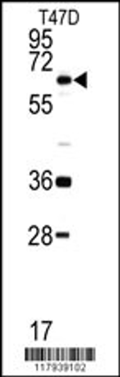 Western blot analysis of DDX5 antibody in T47D cell line lysates (35ug/lane) .