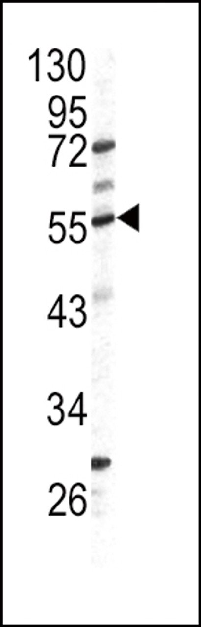Western blot analysis in HL60 cell line lysates (35ug/lane)