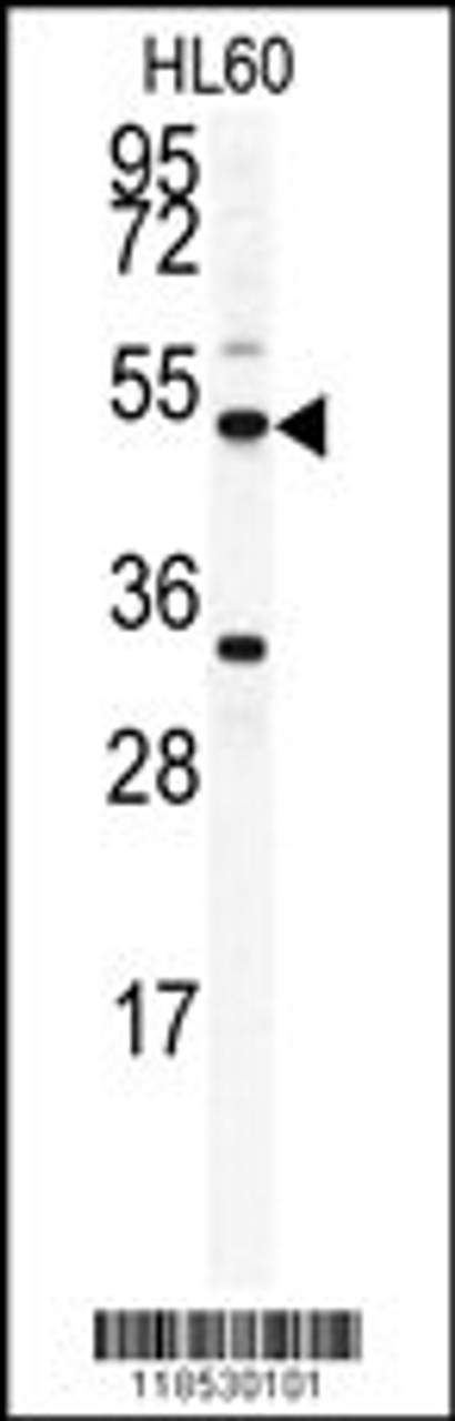 Western blot analysis of OMD antibody in HL60 cell line lysates (35ug/lane)