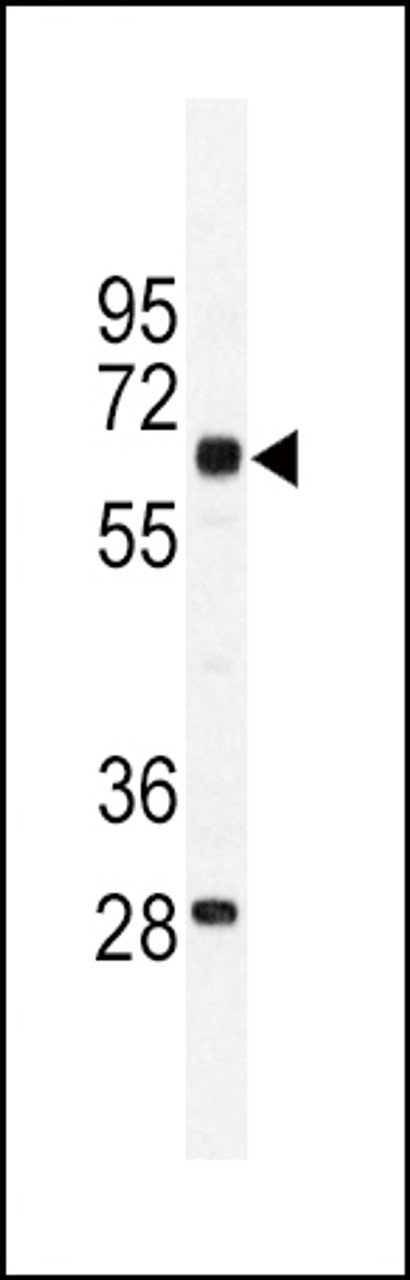 Western blot analysis of in mouse testis tissue lysates (35ug/lane)