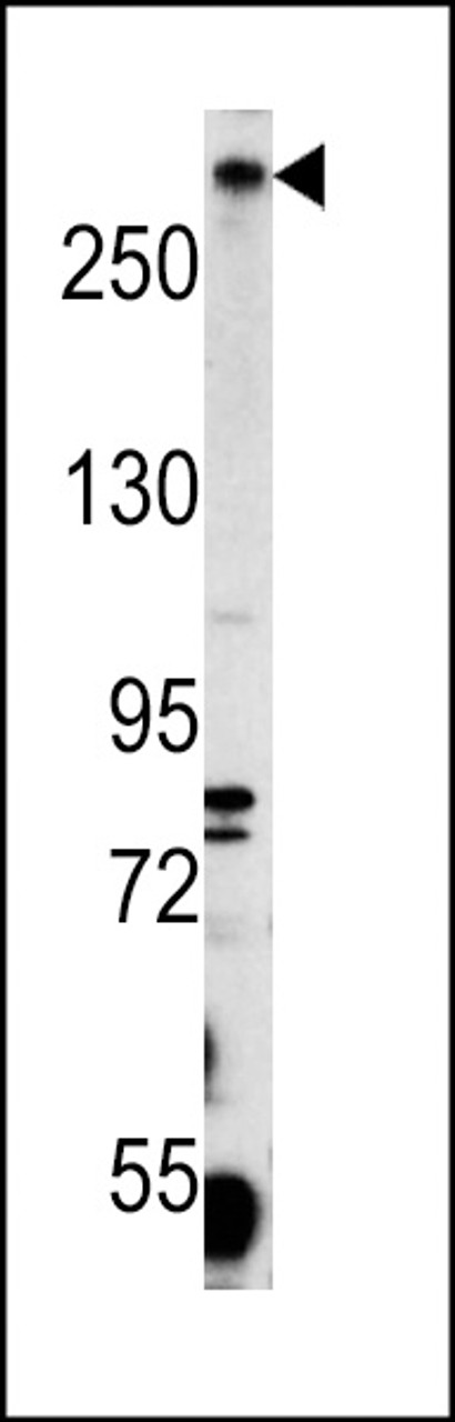 Western blot analysis of PCM-1 antibody (C-eterm) in K562 cell line lysates (35ug/lane)