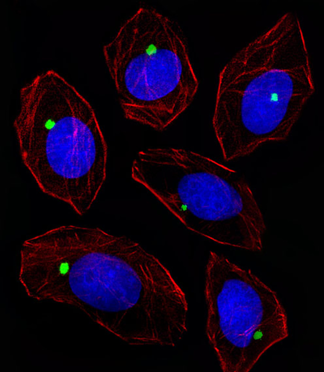 Fluorescent image of A549 cell stained with PCM-1 Antibody . A549 cells were fixed with 4% PFA (20 min) , permeabilized with Triton X-100 (0.1%, 10 min) , then incubated with PCM-1 primary antibody (1:25) . For secondary antibody, Alexa Fluor 488 conjugated donkey anti-rabbit antibody (green) was used (1:400) .Cytoplasmic actin was counterstained with Alexa Fluor 555 (red) conjugated Phalloidin (7units/ml) . Nuclei were counterstained with DAPI (blue) (10 ug/ml, 10 min) .PCM-1 immunoreactivity is localized to Centrosome significantly.