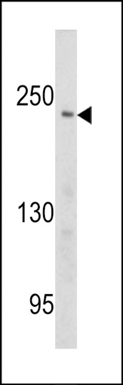 Western blot analysis of PCM-1 antibody in Ramos cell line lysates (35ug/lane)