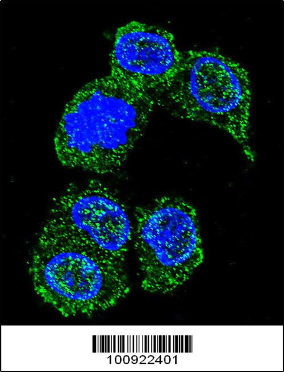 Confocal immunofluorescent analysis of MAPK8 Antibody with HepG2 cell followed by Alexa Fluor 488-conjugated goat anti-rabbit lgG (green) .DAPI was used to stain the cell nuclear (blue) .