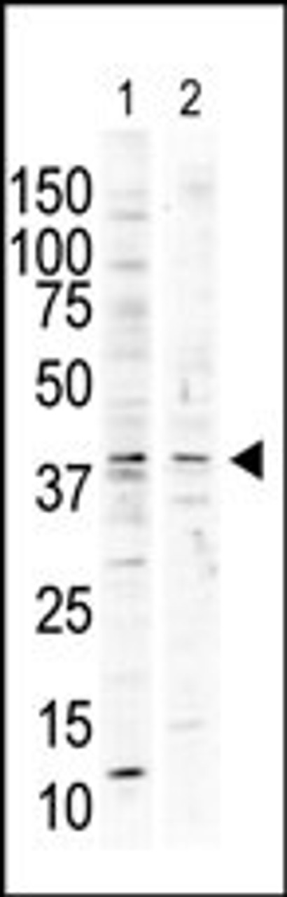 Antibody is used in Western blot to detect P38 delta in nocodazole-treated HCT116 (lane 1) and PMA-treated Pam212 (lane 2) cell lysates.