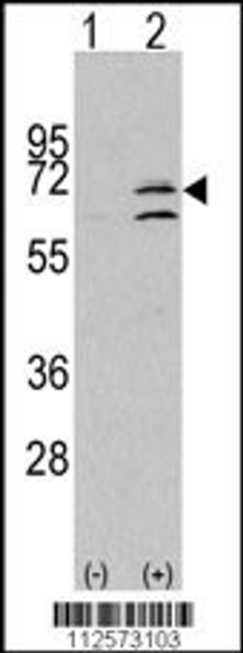 Western blot analysis of ERK8 using rabbit polyclonal ERK8 Antibody using 293 cell lysates (2 ug/lane) either nontransfected (Lane 1) or transiently transfected with the MAPK15 gene (Lane 2) .