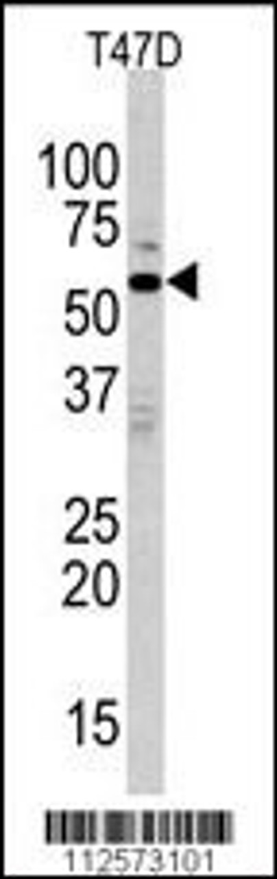 Western blot analysis of anti-ERK8 Antibody in T47D cell line lysates (35ug/lane)