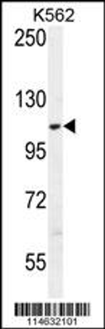 Western blot analysis in K562 cell line lysates (35ug/lane) .