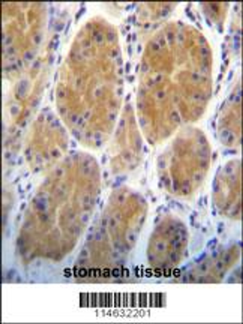 AARS2 Antibody immunohistochemistry analysis in formalin fixed and paraffin embedded human stomach tissue followed by peroxidase conjugation of the secondary antibody and DAB staining.