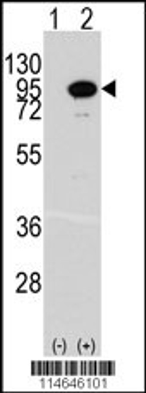 Western blot analysis of ACO2 using rabbit polyclonal ACO2 Antibody.293 cell lysates (2 ug/lane) either nontransfected (Lane 1) or transiently transfected with the ACO2 gene (Lane 2) .