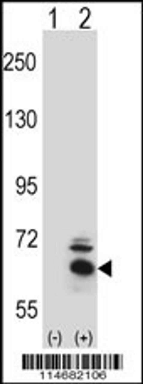 Western blot analysis of BBS4 using rabbit polyclonal BBS4 Antibody using 293 cell lysates (2 ug/lane) either nontransfected (Lane 1) or transiently transfected (Lane 2) with the BBS4 gene.
