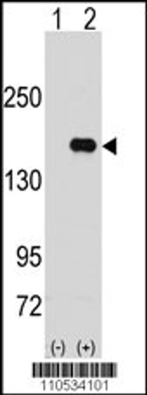 Western blot analysis of PUM2 using rabbit polyclonal PUM2 Antibody using 293 cell lysates (2 ug/lane) either nontransfected (Lane 1) or transiently transfected with the PUM2 gene (Lane 2) .