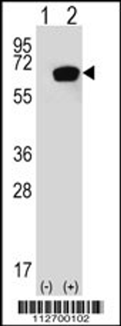 Western blot analysis of HSPA1A using rabbit polyclonal HSPA1A Antibody (S41) using 293 cell lysates (2 ug/lane) either nontransfected (Lane 1) or transiently transfected with the HSPA1A gene (Lane 2) .