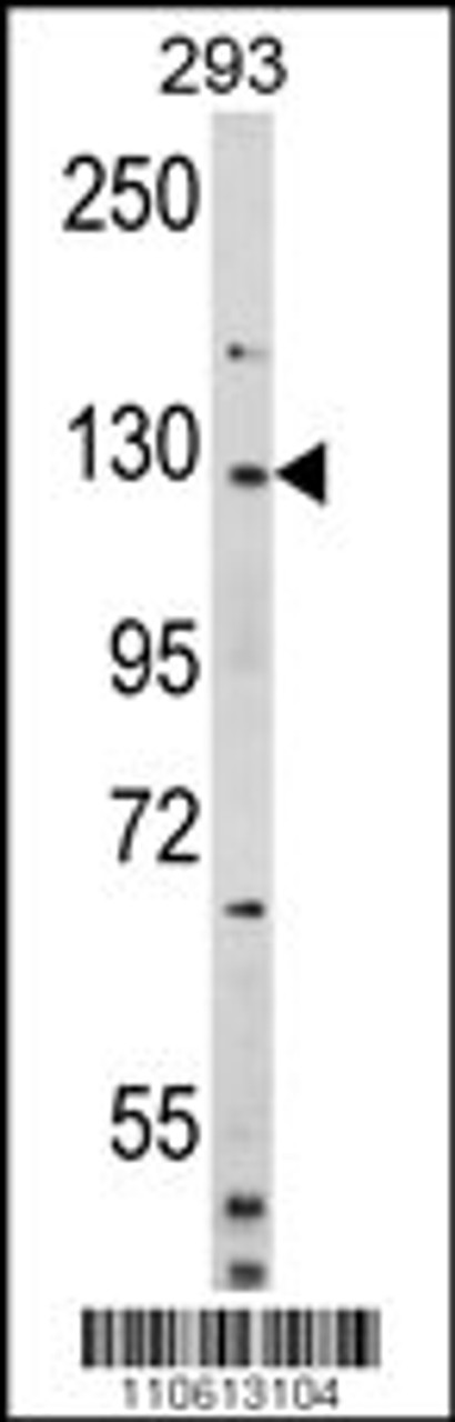 Western blot analysis of DAAM2 (Human N-term) in 293 cell line lysates (35ug/lane)