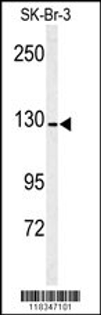 Western blot analysis of ANPEP antibody in SK-Br-3 cell line lysates (35ug/lane)