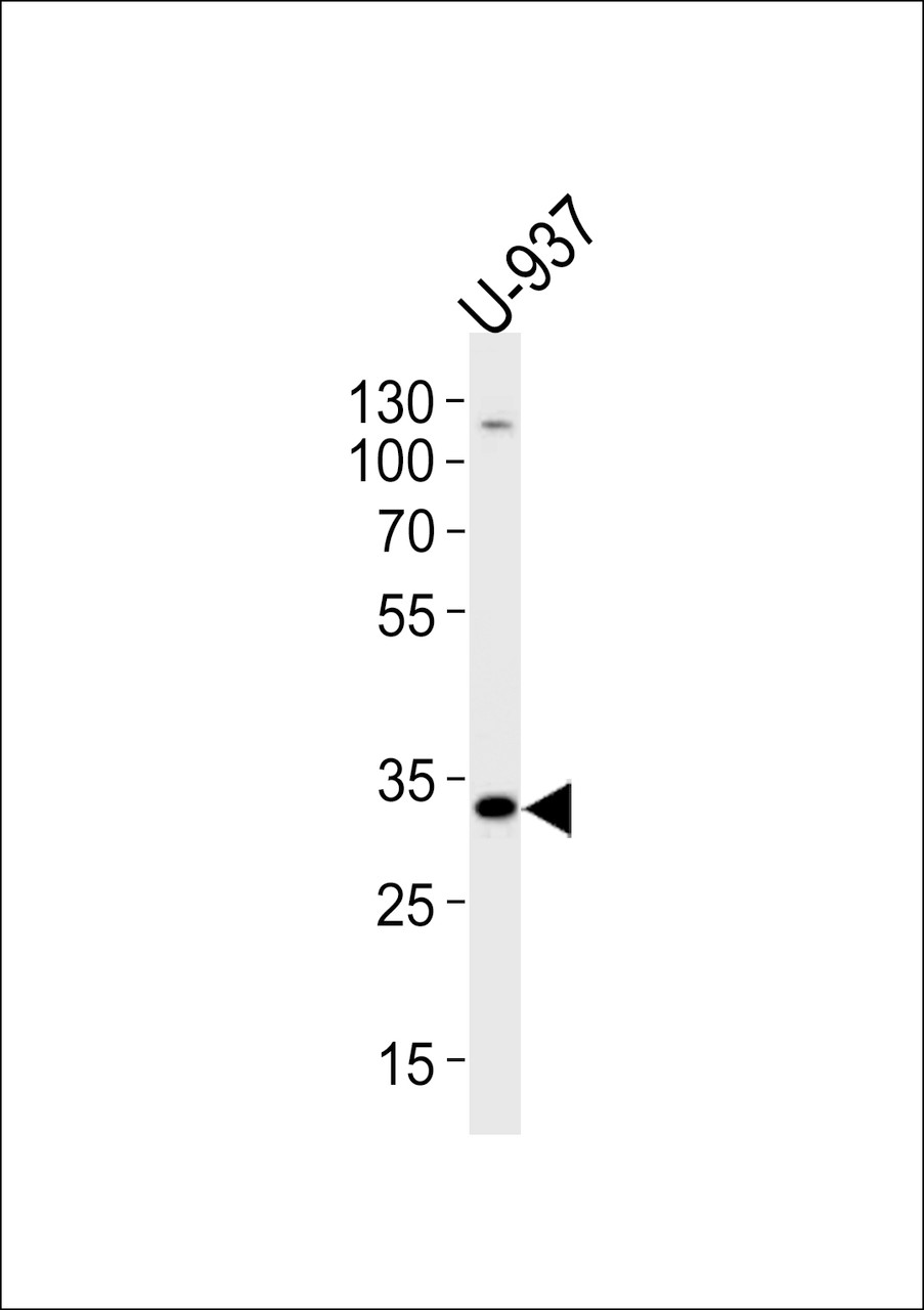 Western blot analysis of lysate from U-937 cell line, using CSF1R Antibody at 1:1000.