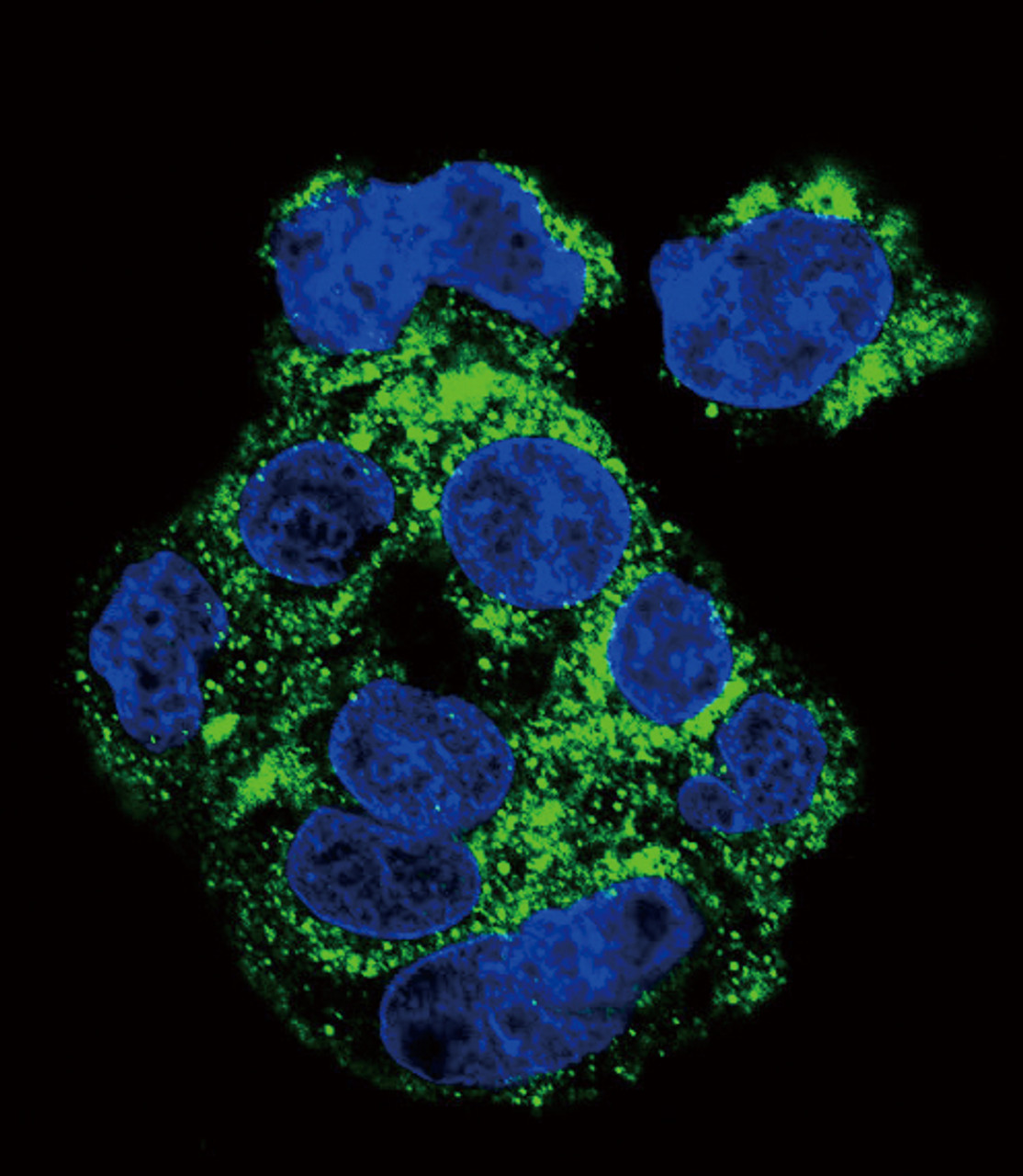 Confocal immunofluorescent analysis of CSF1R Antibody with HepG2 cell followed by Alexa Fluor 488-conjugated goat anti-rabbit lgG (green) .DAPI was used to stain the cell nuclear (blue) .